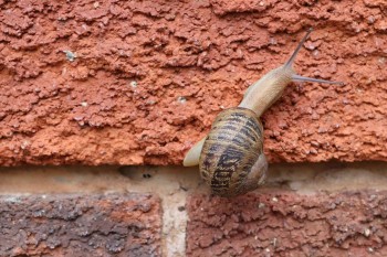 Giant African snail